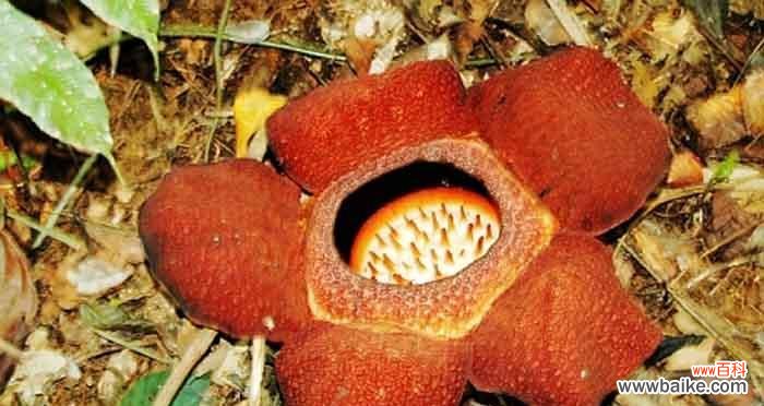 探寻大王花背后的花语和故事 大王花的传奇故事