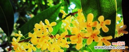 传承千年的文化符号 桂花的花语和象征