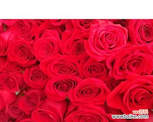 解读花语，传递真情 揭秘15朵玫瑰代表意思的含义