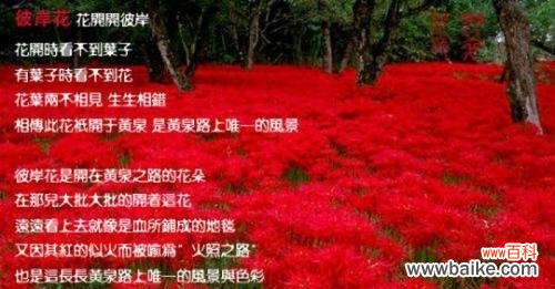 揭开曼珠沙华花语的神秘面纱 曼珠沙华花语，传递的是什么？