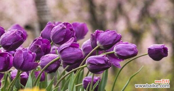 揭示郁金香背后的情感语言 解读郁金香的花语