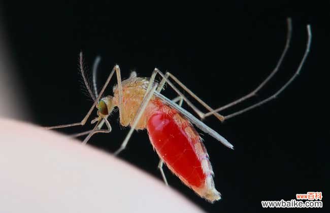 国家为什么不让蚊子灭绝 蚊子为什么要吸血