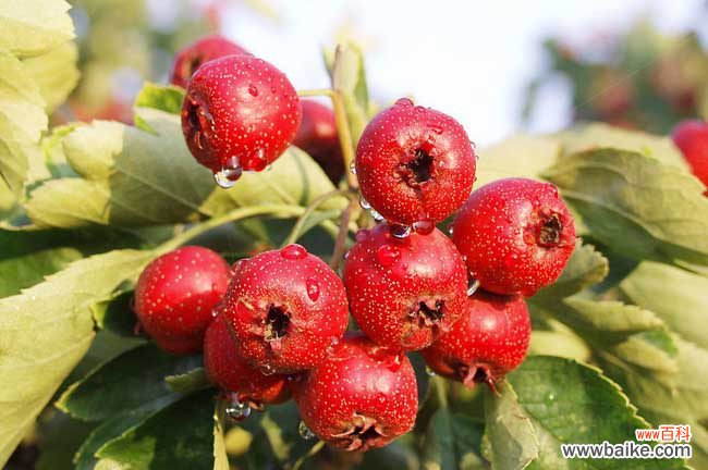 减肥期间吃山楂条会胖吗 怎样吃山楂才能减肥？