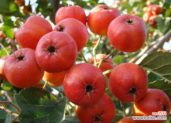 减肥期间吃山楂条会胖吗 怎样吃山楂才能减肥？