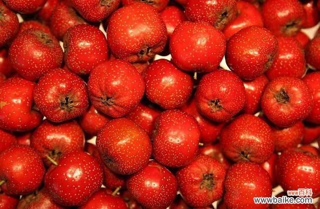 减肥期间吃山楂条会胖吗 怎样吃山楂才能减肥？