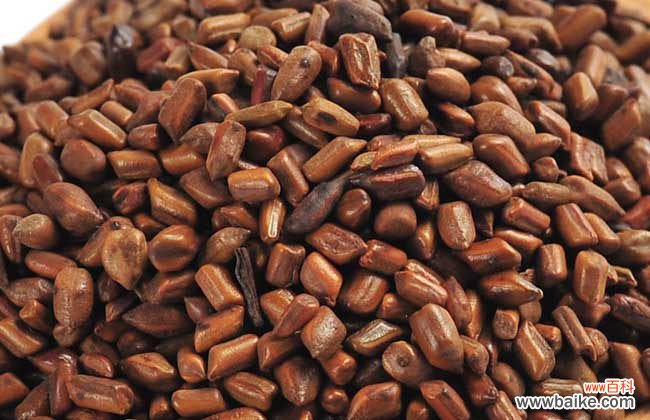 长期睡荞麦枕头对人身体好吗 决明子枕头的功效与作用