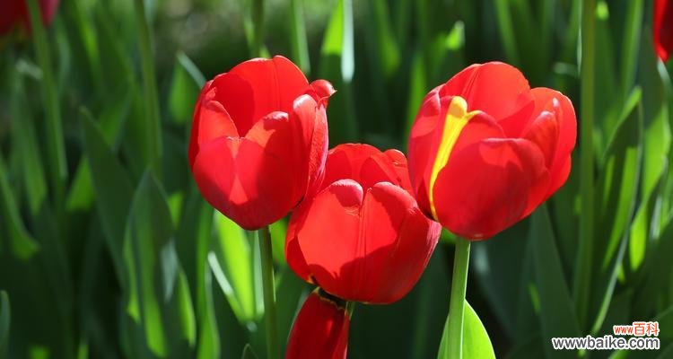 传递情感与祝福的神秘语言 郁金香的花语与寓意——解读不同颜色的郁金香花语