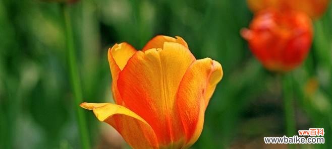 探索郁金香的花语 郁金香花语之美丽寓意