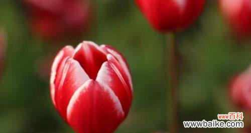 传达情感与祝福的美丽花朵 郁金香花语与寓意，送给恰当之人