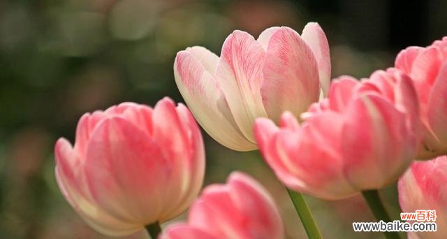 探寻郁金香的花语与象征意义 郁金香