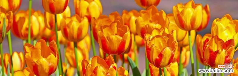 揭秘白郁金香的花语及其寓意 白郁金香的花语与美丽之谜