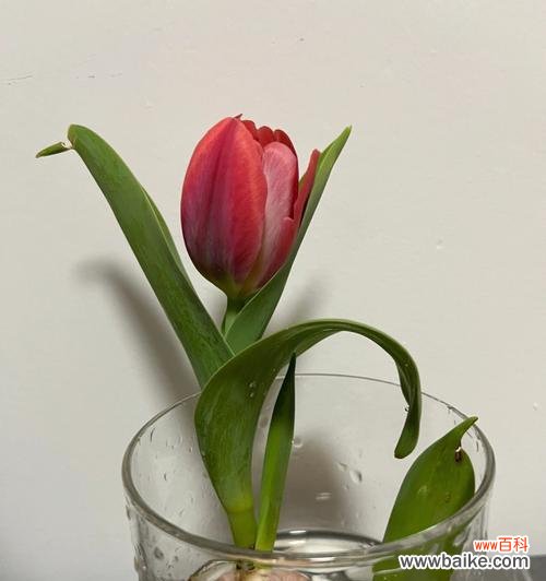 探秘郁金香的开花奥秘 郁金香的开花时间、花期养护与含义