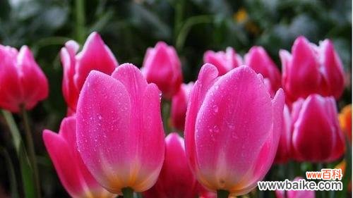 探寻郁金香的花语和美丽传说 郁金香