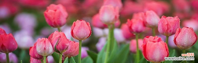 揭示郁金香在文化 郁金香