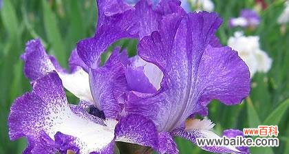 探索鸢尾草花语的起源和象征意义 鸢尾草花语的意义与传承