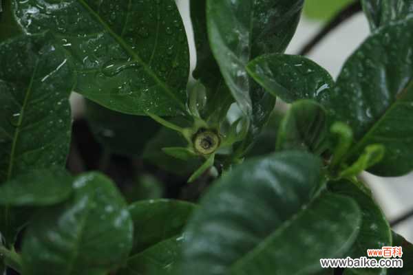 栀子花掉花苞是怎么回事