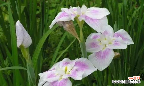 美丽的鸢尾 鸢尾花语