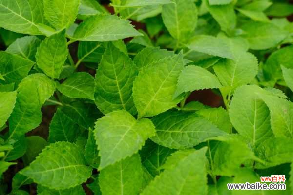 绣球不开花的原因