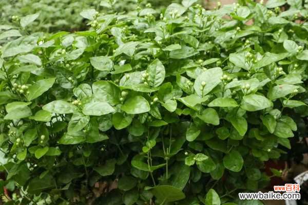 茉莉不开花是什么原因