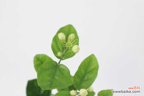 茉莉不开花是什么原因