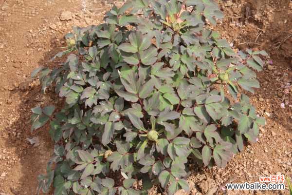 牡丹不开花是怎么回事