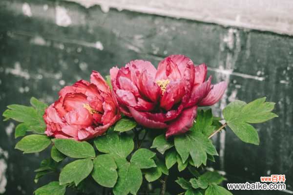 牡丹不开花是怎么回事