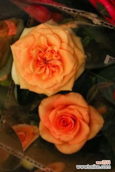 月季不开花是什么原因