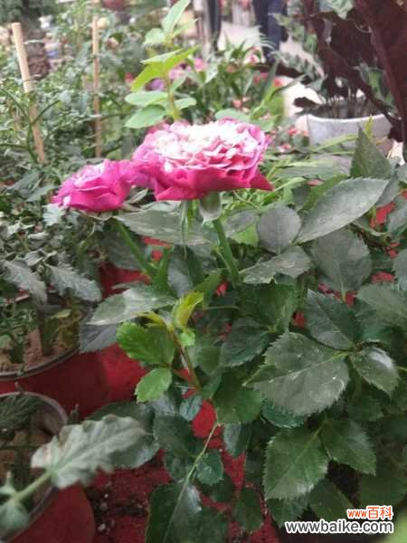 月季不开花是什么原因