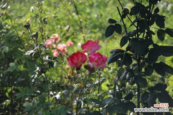 月季不开花是什么原因