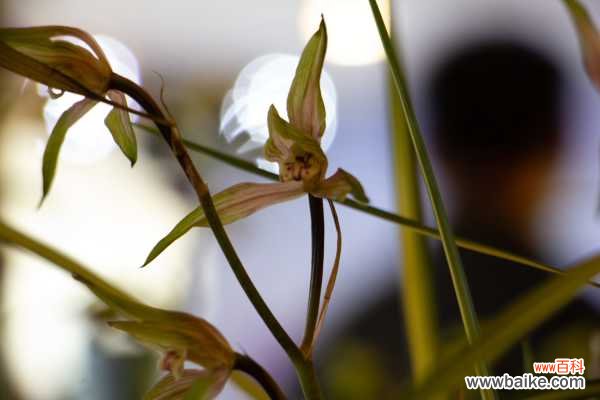 兰花不开花是什么原因