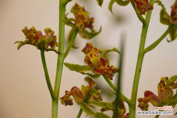 兰花不开花是什么原因