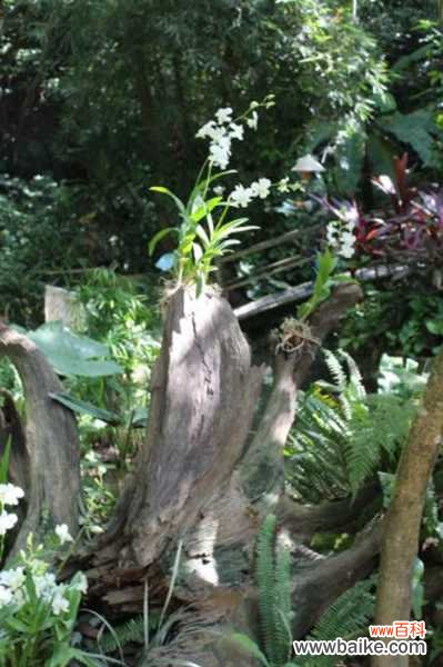 石斛不开花怎么办