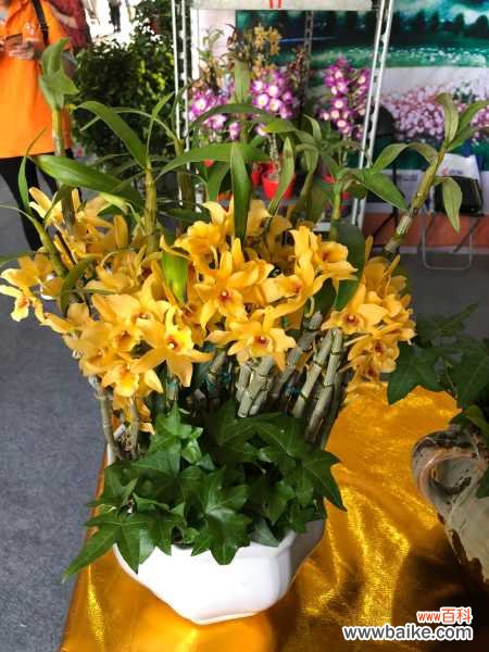 石斛不开花怎么办