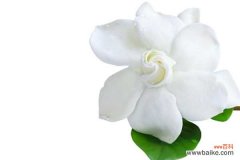 栀子花花苞掉落怎么办