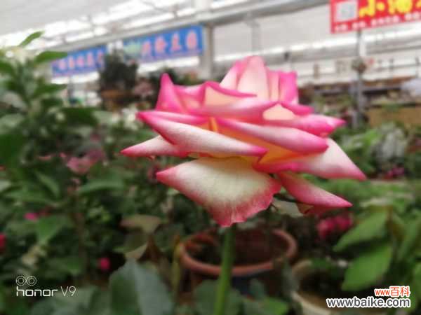 月季枯叶不是病，补完这些小东西，立马窜芽开花！