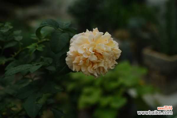 月季枯叶不是病，补完这些小东西，立马窜芽开花！