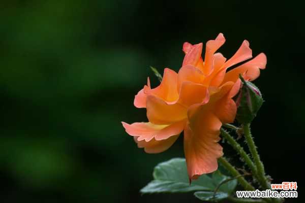 月季枯叶不是病，补完这些小东西，立马窜芽开花！