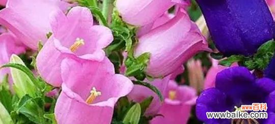 代表忠诚的植物有哪些？它们各自象征着什么含义？