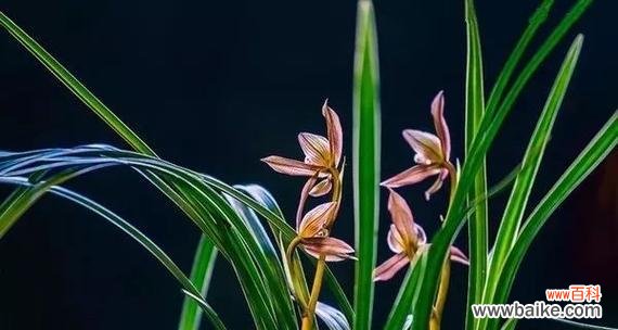 代表自强不息的花是什么？如何在家中培养？