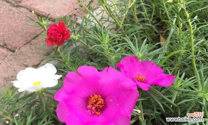 代表自强不息的花是什么？如何在家中培养？