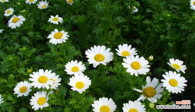 代表自强不息的花是什么？如何在家中培养？