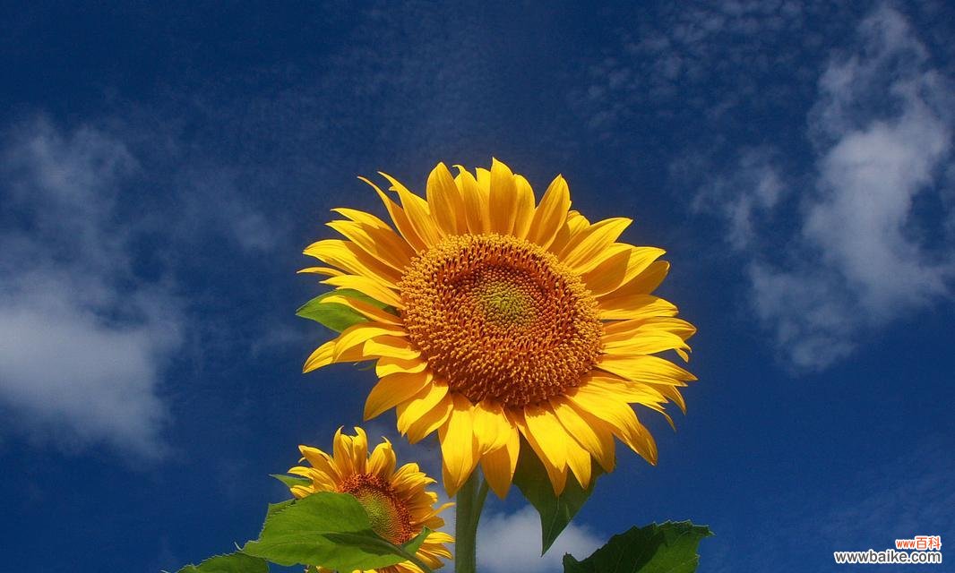 代表自由的植物有哪些？它们各自有什么特点？