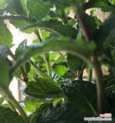 代表自由的植物有哪些？它们各自有什么特点？