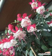 倒挂金钟的风水寓意是什么？如何正确摆放以招财进宝？