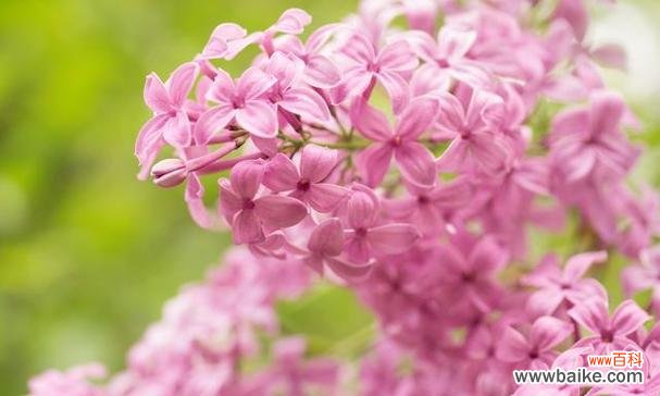 丁香花的象征意义是什么？丁香花代表的含义有哪些？