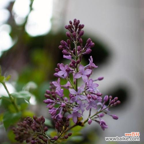 丁香花的花语是什么？它代表了哪些含义？