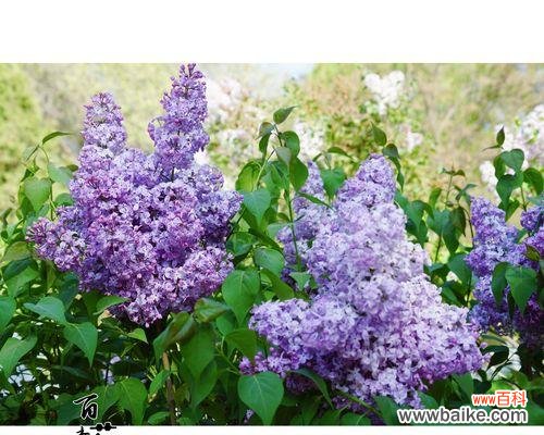 丁香花语代表什么意思?如何理解丁香花的象征意义?