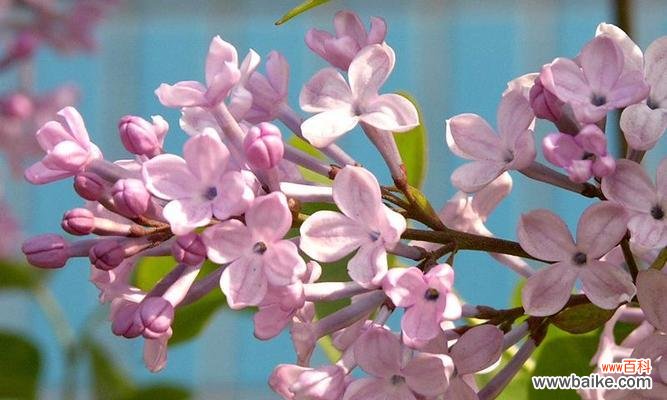 丁香花语代表什么意思?如何理解丁香花的象征意义?