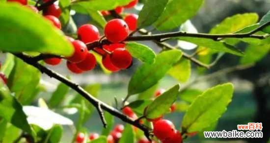 冬青开花好吗？其风水寓意是什么？