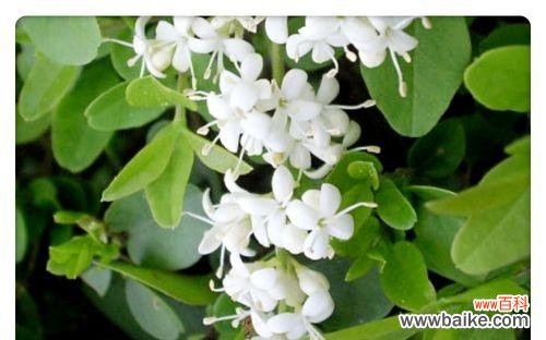 冬青开花好吗？其风水寓意是什么？